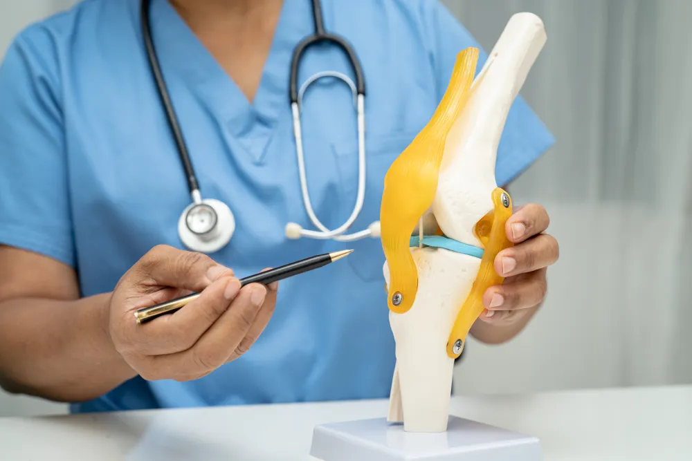 Orthopaedic surgeon holding an anatomical model of the knee joint